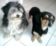 Carol e Gustavo
