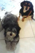 Carol e Gustavo