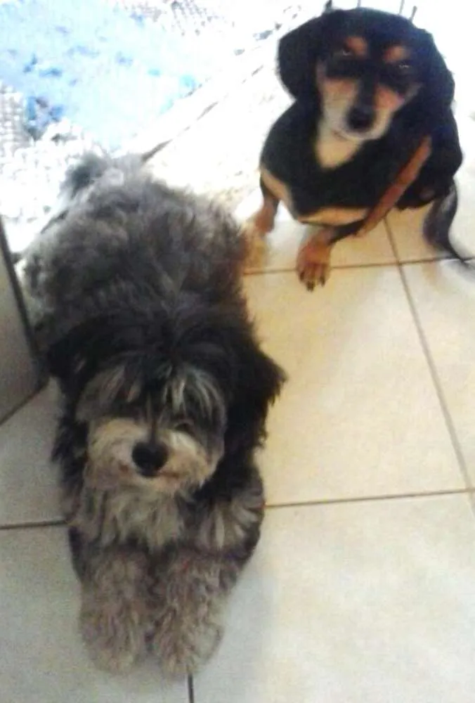 Cachorro ra a Mestiços (Basset e Poodle) idade 4 anos nome Carol e Gustavo