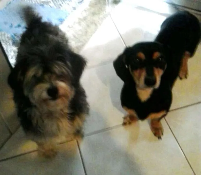 Cachorro ra a Mestiços (Basset e Poodle) idade 4 anos nome Carol e Gustavo