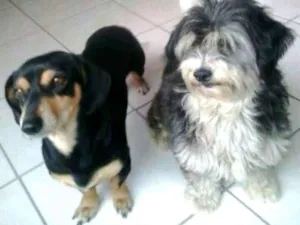 Cachorro raça Mestiços (Basset e Poodle) idade 4 anos nome Carol e Gustavo