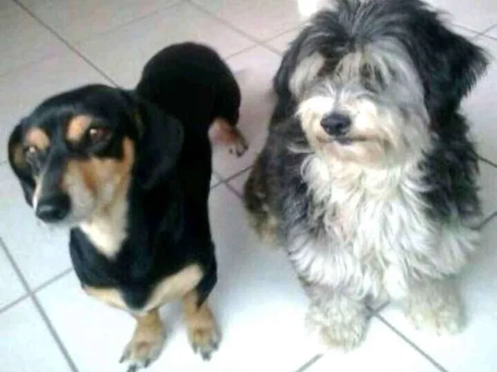 Cachorro ra a Mestiços (Basset e Poodle) idade 4 anos nome Carol e Gustavo