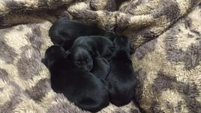 Cachorro ra a Virar lata idade Abaixo de 2 meses nome Sem nome