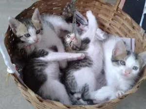 Gato raça SRD idade Abaixo de 2 meses nome Nâo definido