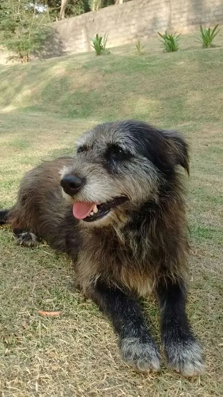 Cachorro ra a  idade 4 anos nome Luca