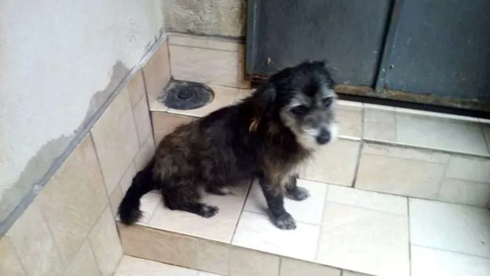 Cachorro ra a  idade 4 anos nome Luca