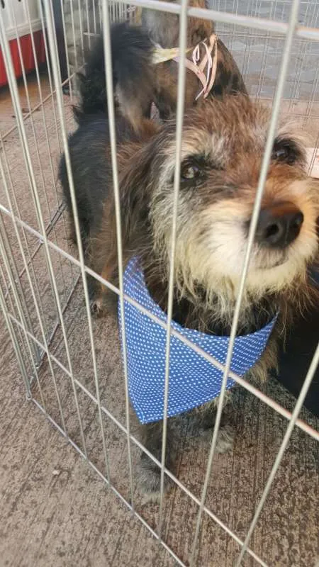 Cachorro ra a  idade 4 anos nome Luca
