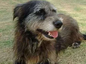 Cachorro raça  idade 4 anos nome Luca