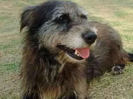 Cachorro ra a  idade 4 anos nome Luca