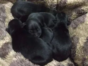 Cachorro raça Virar lata idade Abaixo de 2 meses nome Sem nome