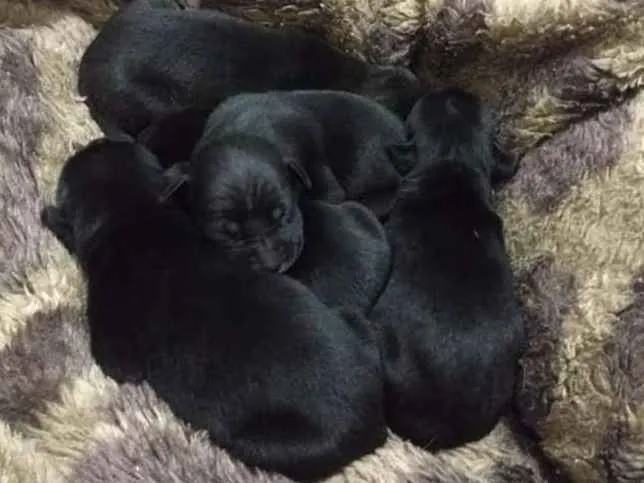 Cachorro ra a Virar lata idade Abaixo de 2 meses nome Sem nome