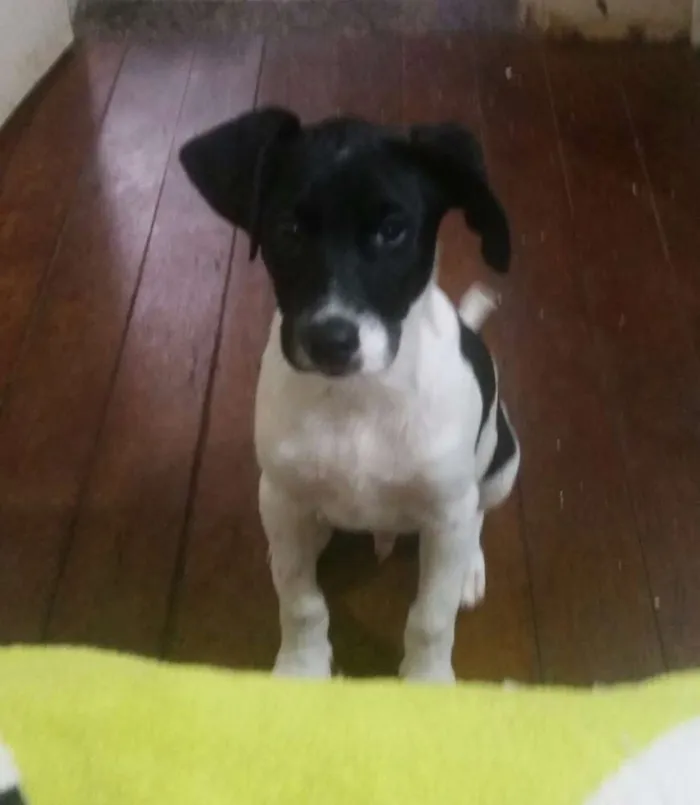 Cachorro ra a Srd  idade 2 a 6 meses nome Lipe