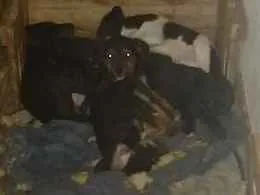 Cachorro ra a Rnd idade Abaixo de 2 meses nome Não tem