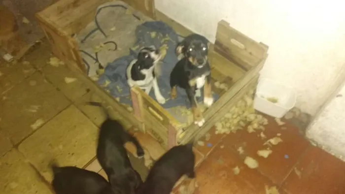 Cachorro ra a Rnd idade Abaixo de 2 meses nome Não tem