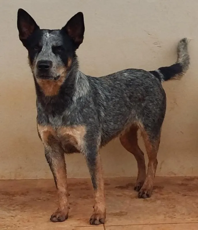 Cachorro ra a SRD idade 3 anos nome DINGO GRATIFICA