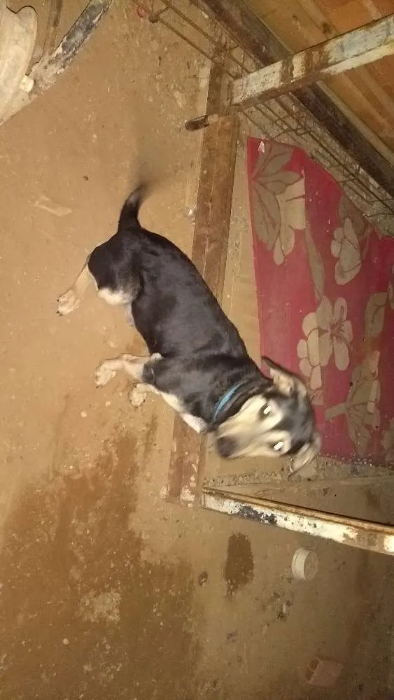 Cachorro ra a Vira lata idade 1 ano nome Ted