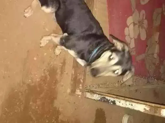 Cachorro ra a Vira lata idade 1 ano nome Ted
