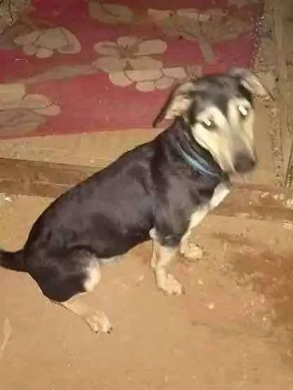 Cachorro ra a Vira lata idade 1 ano nome Ted
