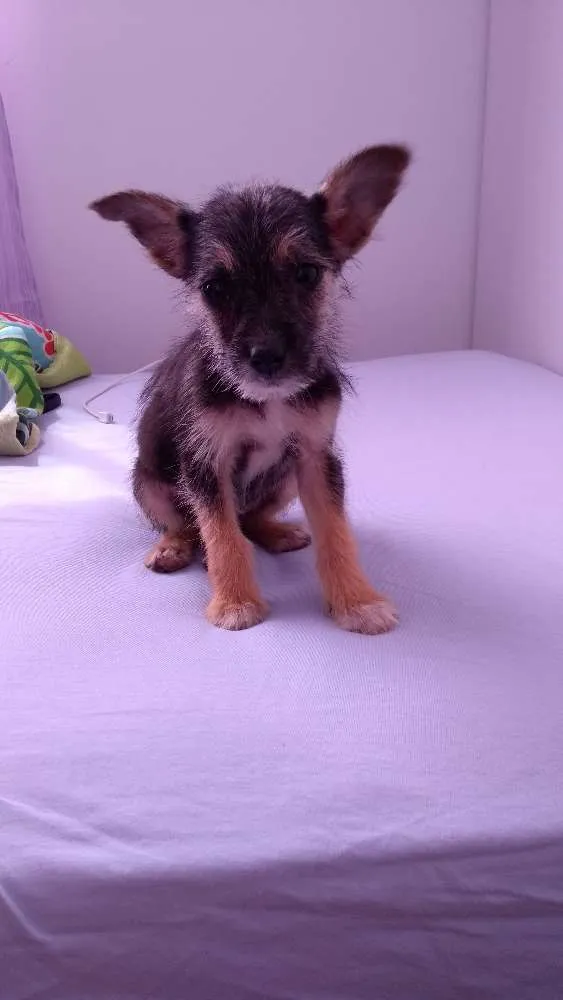 Cachorro raça Vira lata idade 2 a 6 meses nome Lobinha