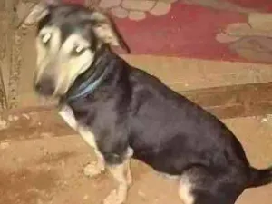 Cachorro raça Vira lata idade 1 ano nome Ted