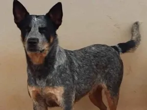 Cachorro raça SRD idade 3 anos nome DINGO GRATIFICA