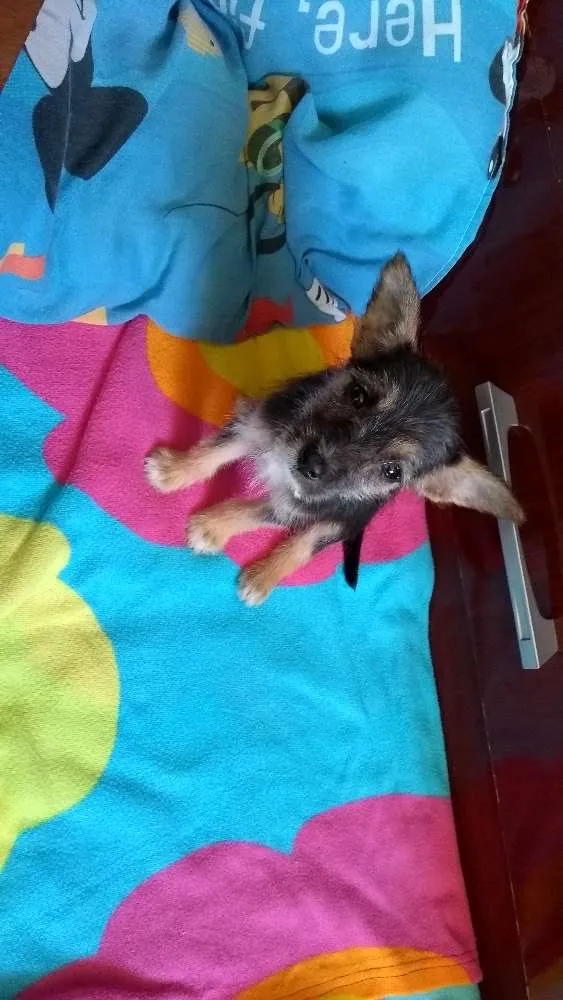 Cachorro raça Vira lata idade 2 a 6 meses nome Lobinha