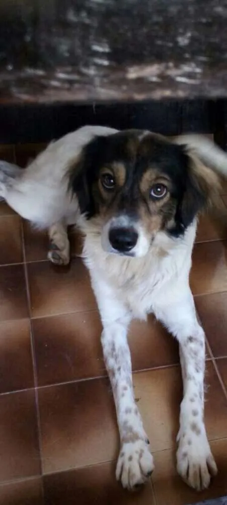 Cachorro ra a SRD idade 2 anos nome Snoopy 
