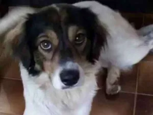 Cachorro raça SRD idade 2 anos nome Snoopy 
