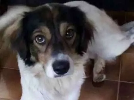 Cachorro ra a SRD idade 2 anos nome Snoopy 