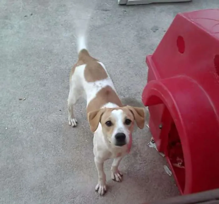 Cachorro ra a Srd idade 2 anos nome Lilica