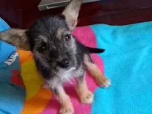 Cachorro raça Vira lata idade 2 a 6 meses nome Lobinha