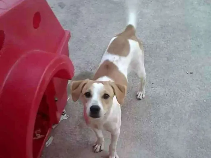 Cachorro ra a Srd idade 2 anos nome Lilica