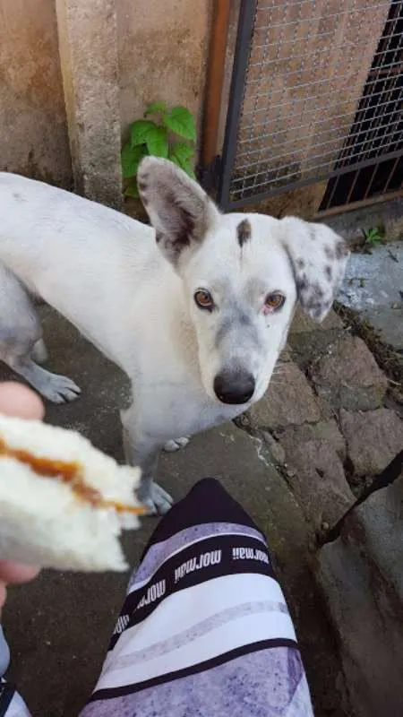 Cachorro ra a Pastor Alemão idade 6 ou mais anos nome Paloma