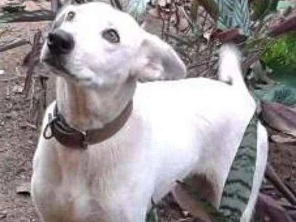 Cachorro ra a Pastor Alemão idade 6 ou mais anos nome Paloma