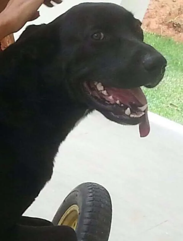 Cachorro ra a misto idade 3 anos nome doki GRATIFICA