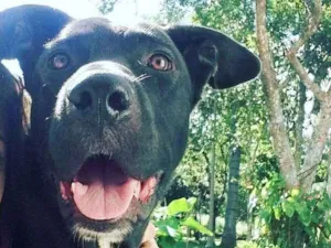 Cachorro raça misto idade 3 anos nome doki GRATIFICA