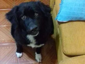 Cachorro raça Indefinida idade Abaixo de 2 meses nome Belinha