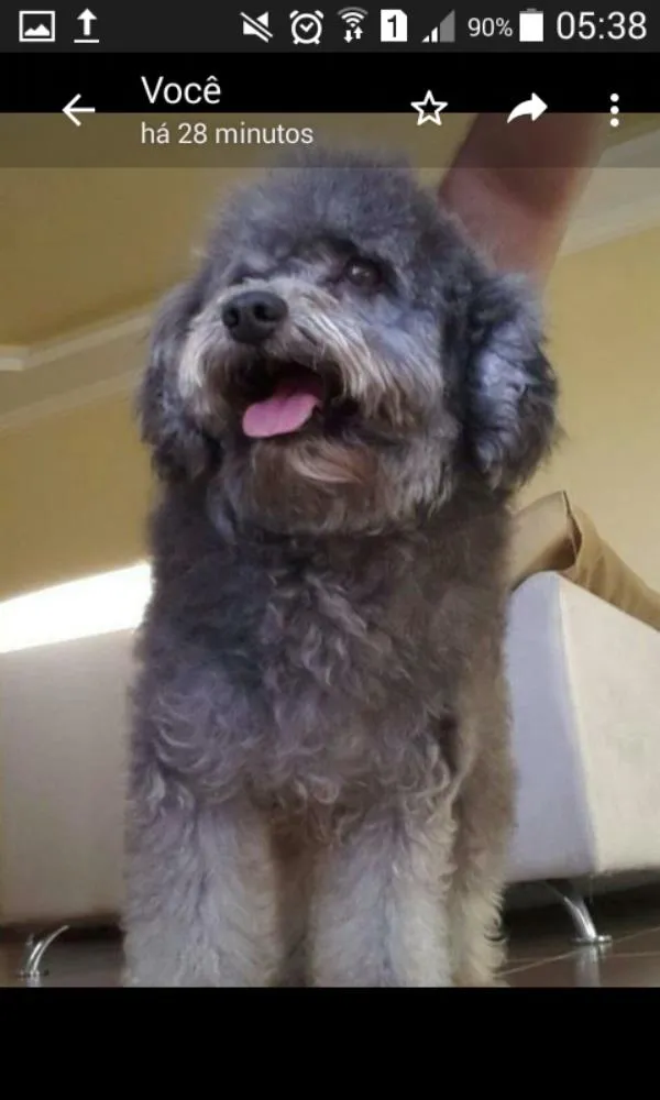 Cachorro raça Poodle idade 3 anos nome Jolie