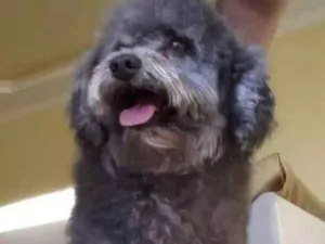 Cachorro raça Poodle idade 3 anos nome Jolie