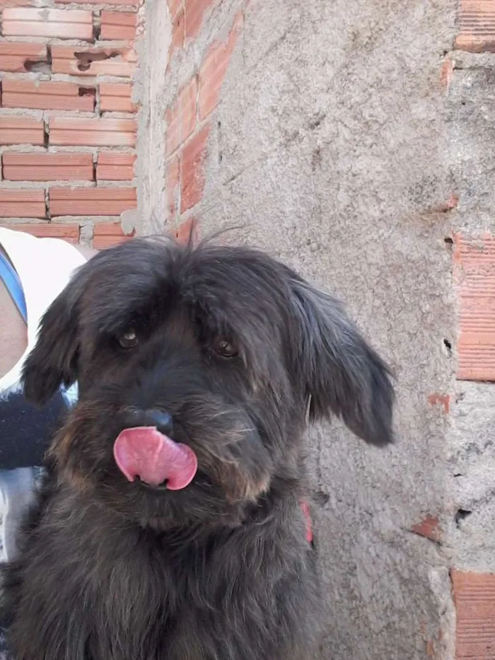 Cachorro raça Poodle idade 3 anos nome Jack