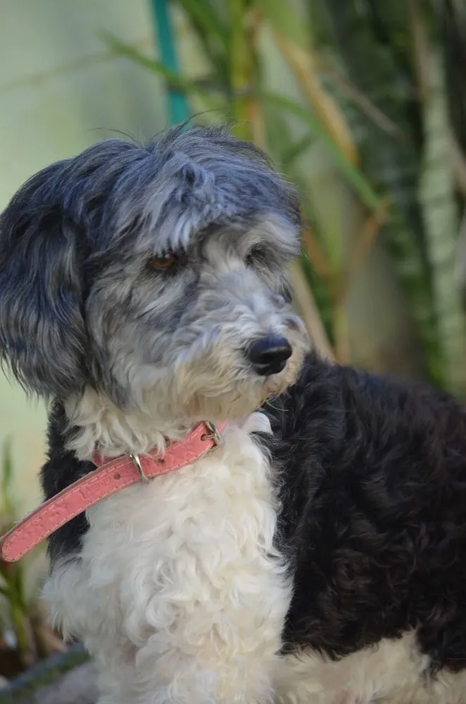 Cachorro ra a Sem raça definida idade 5 anos nome Bebê