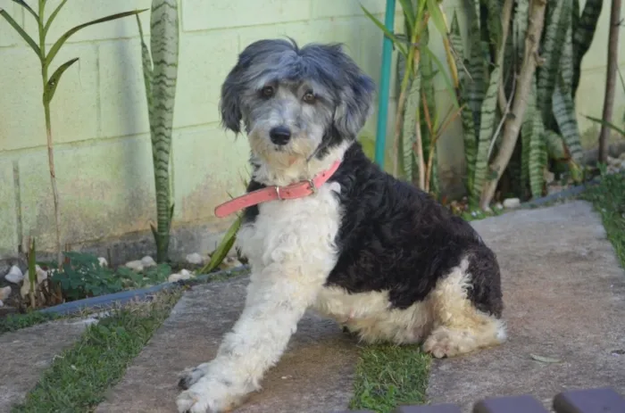 Cachorro ra a Sem raça definida idade 5 anos nome Bebê