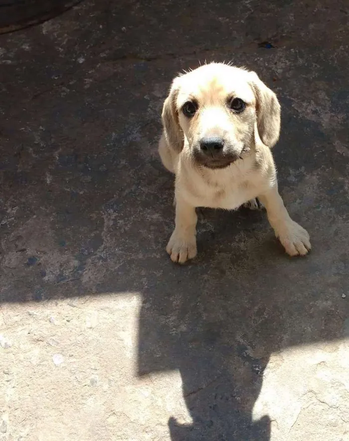 Cachorro ra a Não tenho certeza se é labrador idade 2 a 6 meses nome Sem nome.