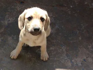 Cachorro raça Não tenho certeza se é labrador idade 2 a 6 meses nome Sem nome.