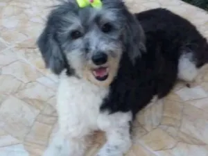 Cachorro raça Sem raça definida idade 5 anos nome Bebê