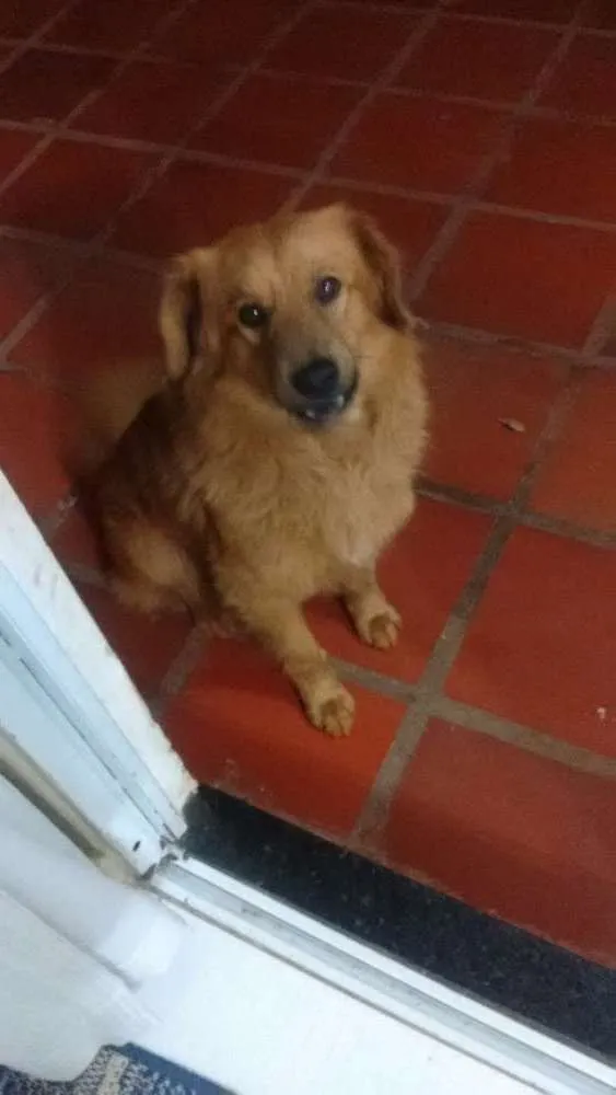 Cachorro ra a Vira lata idade 5 anos nome Tchubaka