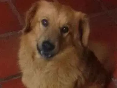 Cachorro ra a Vira lata idade 5 anos nome Tchubaka