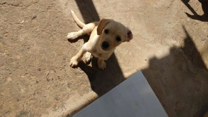Cachorro ra a Acho que é labrador. idade 2 a 6 meses nome Sem nome.