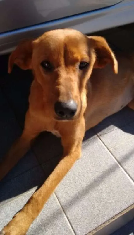 Cachorro ra a SRD idade 7 a 11 meses nome Dara