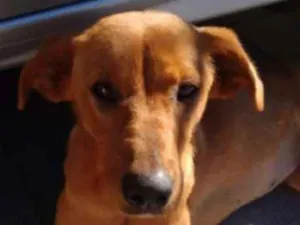 Cachorro raça SRD idade 7 a 11 meses nome Dara